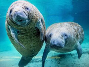 WATER QUALITY AFFECTING MARINE HABITAT